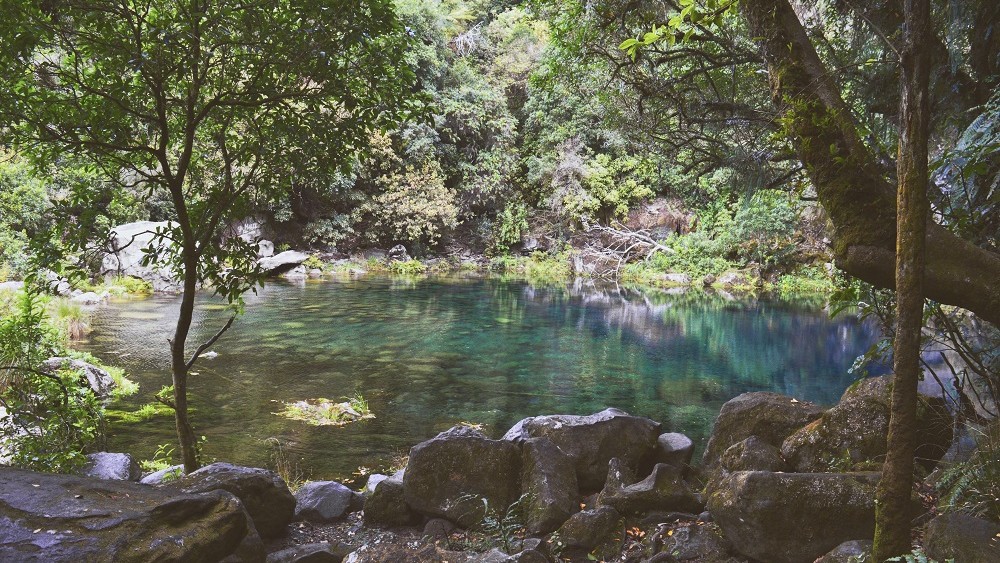 The Lost Lagoon of Kuratau with clear blue-green water surrounded by lush native vegetation, North Island, New Zealand.