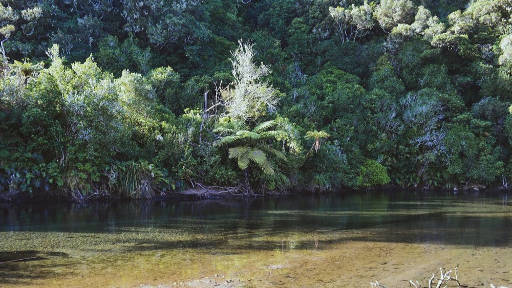 Calm shallow river flowing through native fern forest typical of the Taupo region, North Island, New Zealand.