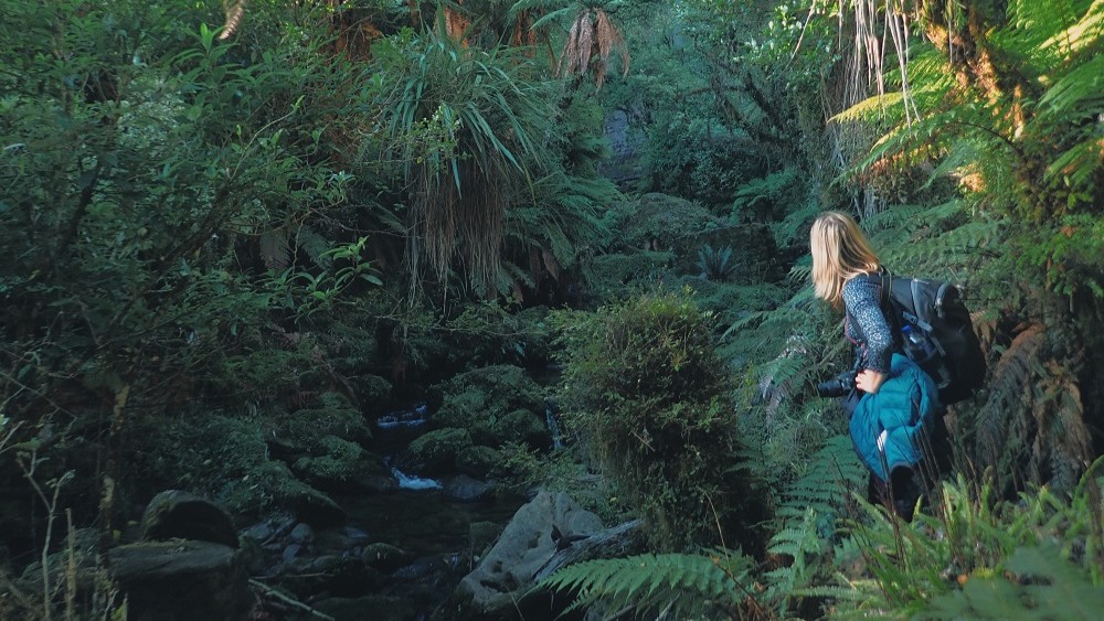 Looking toward the base of Tupapakurua Falls while navigating the final unmarked section of track through dense forest and streams, North Island, New Zealand.