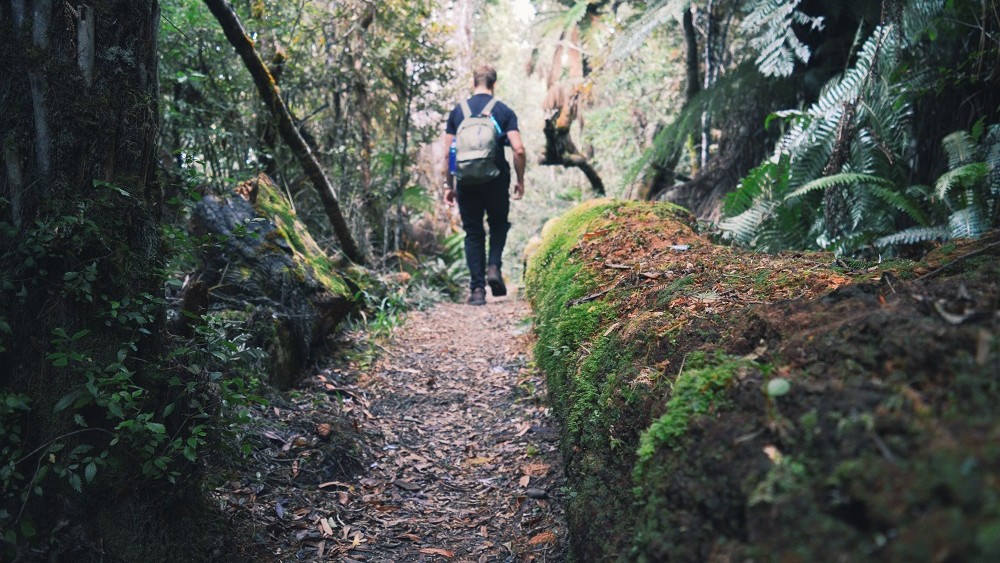 Moss-covered tree trunks and dense fern vegetation along the walking trail to Tupapakurua Falls, North Island, New Zealand.