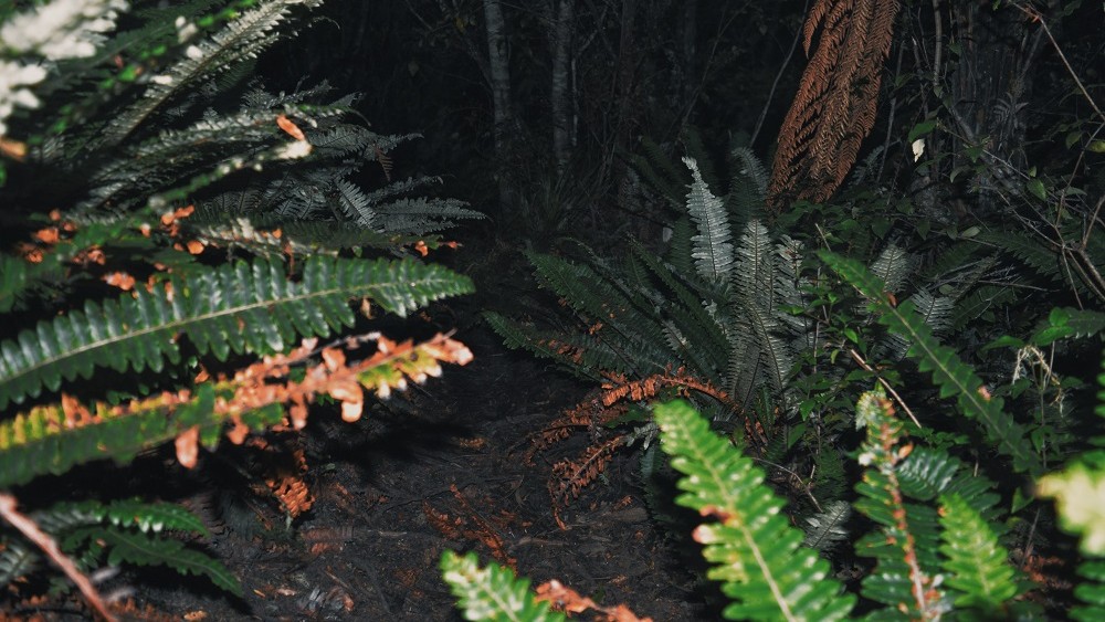 Hiking along the forest track back in the dark.