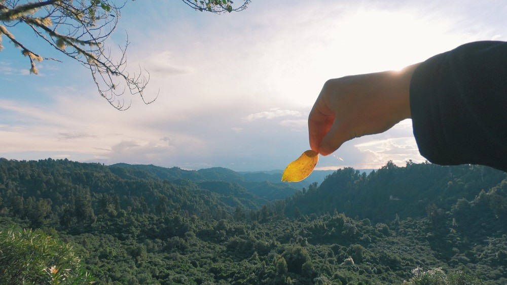 Open view of treetops below the hiking trail.